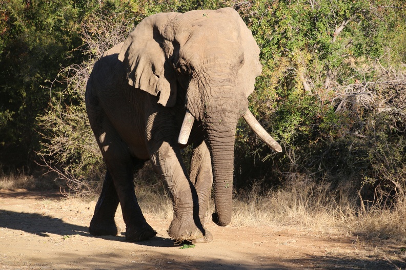 Large Bull Elephant