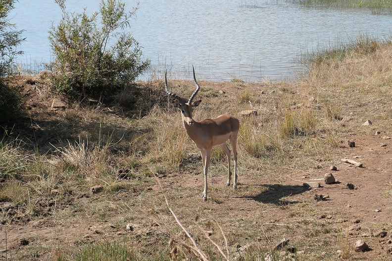Male Impala